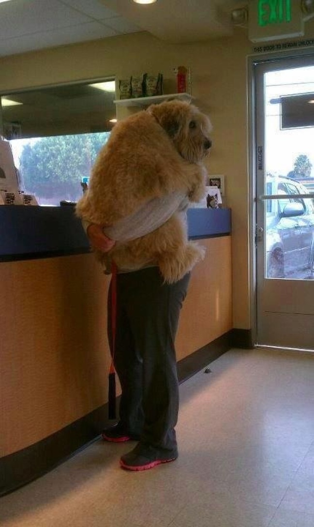 04-pets-going-to-vets