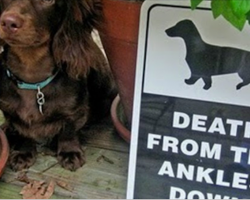 14 Clever ‘Beware Of Dog’ Signs That’ll Make You Laugh Out Loud