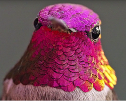 Woman Develops Bond With Over 200 Hummingbirds, Now They Complain If She’s Late To Feed Them