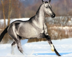 21 Horses That Are So Beautiful You’ll Think They Are Fake