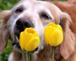 30 Foods And Plants That Are Toxic To Dogs