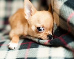 15 Signs Your Dog Might Actually Be Your “Baby”