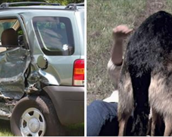 Woman crashes car on rural road. Then stray dog comes out of nowhere to rescue her
