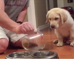 Dad pours some food for the puppy. What the pup does next is too precious for words