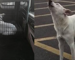 Abandoned Dog Stood Howling For Days After Owner Drove Off