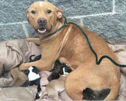 She’d Just Given Birth To 10 Puppies. But Then The Unthinkable Happened…