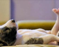 16 Pictures Of Puppies In The Most Adorable Sleeping Positions