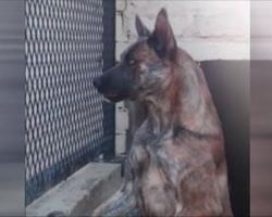 ‘Aggressive’ dog was set to be killed, but one woman begged for a chance to see him