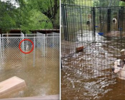 Animal Rescue Pleas Public For Help To Save Trapped Animals During Hurricane Harvey