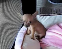 When This Baby Chihuahua Howled For The First Time, My Heart Almost Melted!