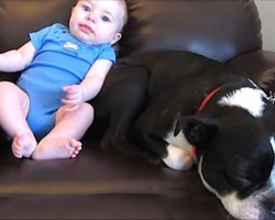 Baby Poops In His Onesie, But Dog’s Reaction Leaves Millions Of People In Hysterics