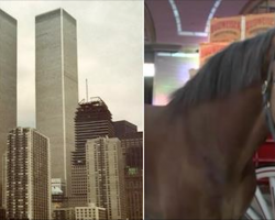 Budweiser Clydesdales Trained For 45 Days To Perfect Emotional Bow In Post-9/11 Commercial