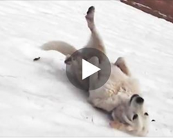 What they caught their dog doing here will have you laughing out loud!