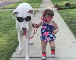 Deaf Great Dane Abandoned By Owner And Labeled ‘Useless’, Has Unbreakable Bond With Little Girl