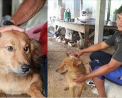 Dog Goes Crazy After Bringing Bag To Front Door-When Owner Looks Inside, He Rushes For Help