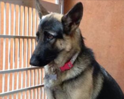 What this Dog does Every night while Mom & Dad sleep is Mystifying Animal Lovers Everywhere