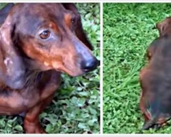 Dog Found Pregnant And Abandoned-Vet Takes Closer Look, Makes Horrifying Discovery