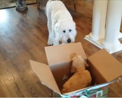 Dog Gets A Puppy For His Birthday – Now Watch When He Gets Closer To Her. Oh MY!