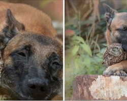 Tiny owl needs protection, becomes best friends with giant German Shepherd to look after him