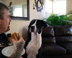 Man won’t give dog a bite of his sandwich. Dog throws tantrum that has Internet in stitches