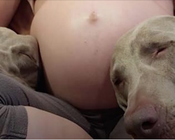 Dogs Wait 9 Long Months To Meet Their New Baby Brother, Love Their New Baby Brother
