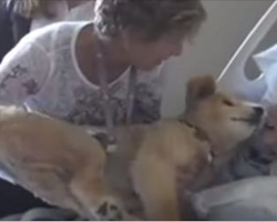 Dying Woman Holds 19 y/o Service Dog Close to Her, Dog’s Next Move Brought Everyone To Tears
