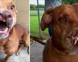 Family Abandon Their Dog Because He Was ‘Ugly’. Gets Surgery And Has Amazing Transformation