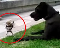 An Adorable And Fearless Chihuahua Takes On A Giant Great Dane. Oh My! I Seriously Can’t Take It.