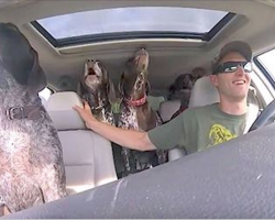 Dad Put Camera In Car To Show 4 Dogs Flipping Out When They Hear They’re Going To The Park