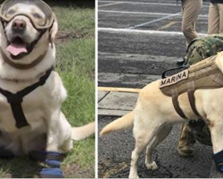 Rescue dog rescues 52 people after Mexico earthquake. This incredible pooch is stealing the internet’s heart.