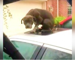 Shivering, Frightened Pit Bull Trapped On Flooded Car Finally Rescued After 2 Days