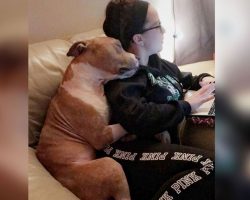 Woman saves dog from the shelter. Now grateful dog can’t stop snuggling with her