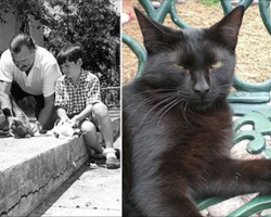 Here’s How A 72-Year-Old Museum Manager And 54 Of Hemingway’s 6-Toed Cats Survived Hurricane Irma