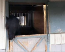 Their Horse Kept Disappearing, So They Set Up A Camera To Find Out Why