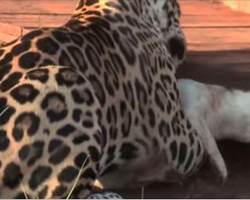 Jaguar Jumps On Tiny Dog, Moment Later The Outcome Left Everyone In Awe