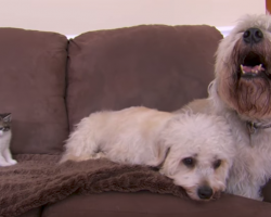 Kitten and Grown Dogs Meet for First Time. It’s The Cutest Thing Ever!