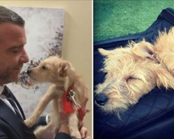 Liev Schreiber Visits Hurricane Harvey Dogs Backstage And Adopts Two On The Spot