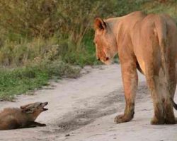 Lioness finds injured baby fox on the road – what she then does brings the photographer to tears