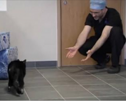 He Looks Like A Normal Cat, But If You Take A Closer Look… This Is A Miracle!