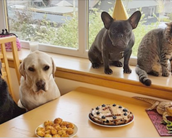 To Celebrate A Special Birthday, Dog Has A Party With All Of Her Friends