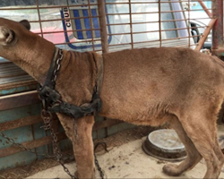 Circus Lion Lived In an Old Pick Up Truck For 20 Years. Now Watch His Reaction When They Free Him!