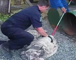 Officer Refuses Direct Orders To Kill Two Helpless Animals, Ends Up Paying A Big Price