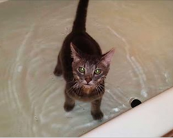 Owners Put Their Cat in The Bath. Her Reaction Will Leave You Howling