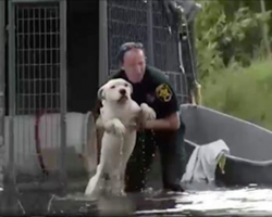 Pet Owners Who Left Dogs Chained To Trees And Cars In Hurricane Could Face Criminal Charges