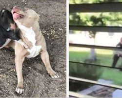 Cops try to end pit bull and pig’s day of fun, but they refuse to let them in hysterical fashion