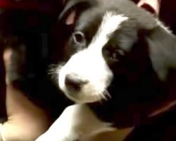 Rescuer Goes Into Abandoned Basement, Then Moves Dresser And Finds Scared 10-Week-Old Puppies