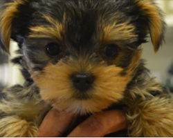 Nurse Saves 5 Week Old Blind Puppy From Being Euthanized