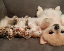 This Puppy Doesn’t Want To Wake The Kittens, So Watch What She Does Instead!