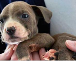 Pit Bull Puppy Left For Dead On Train Tracks, Survives To Carry Out Life Purpose