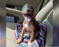 Puppy who can’t stop wagging tail can’t believe she’s leaving shelter life behind